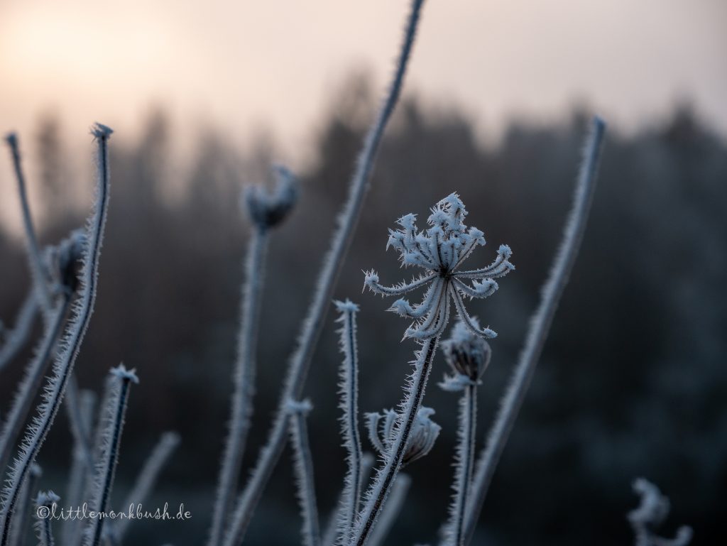 frostige Blume