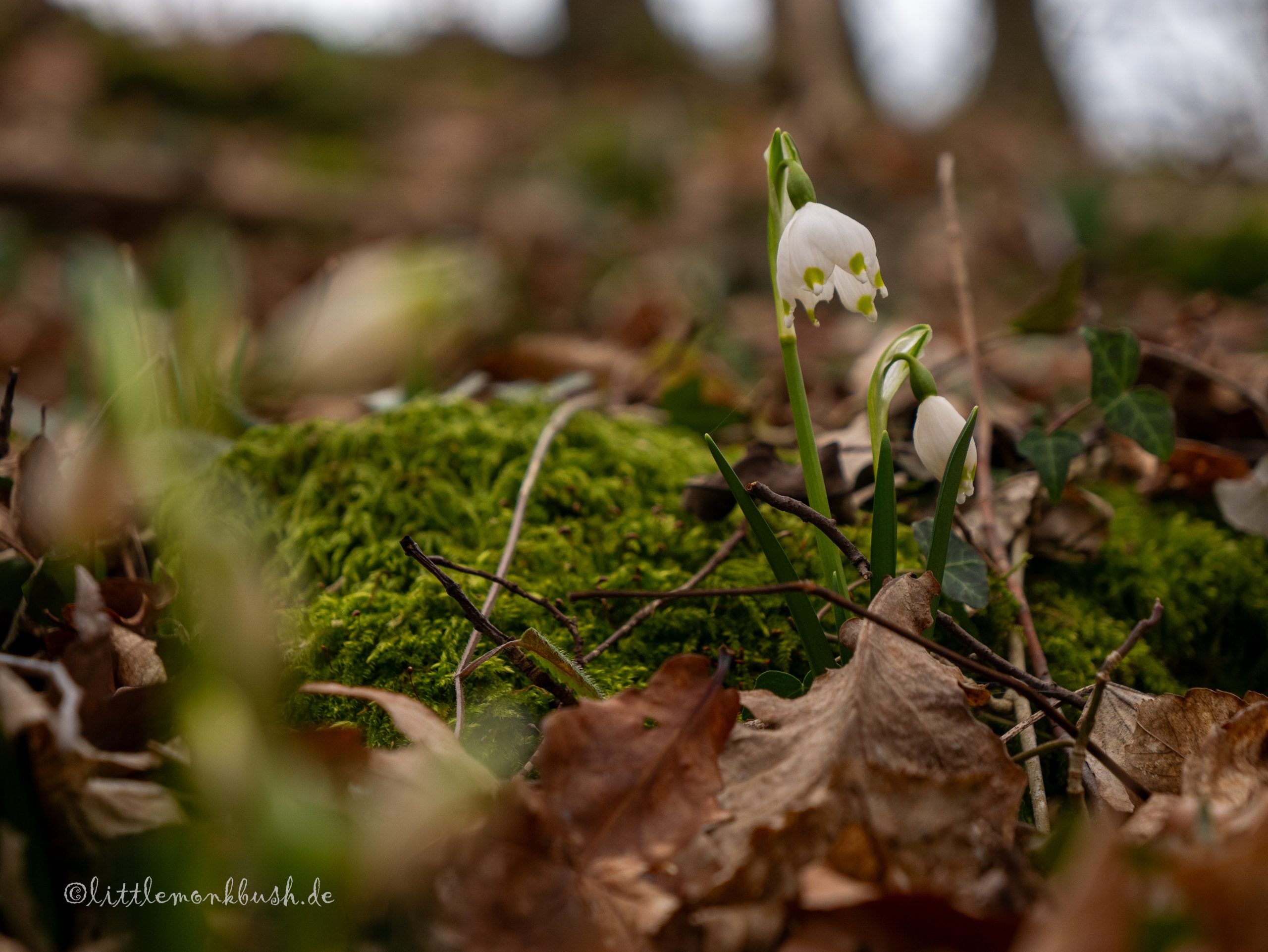Märzenbecherwanderung