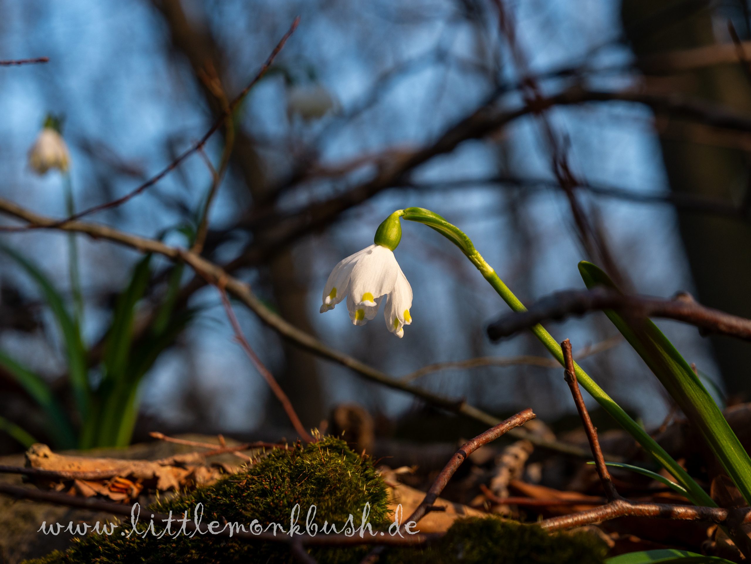 Märzenbecher in voller Blüte