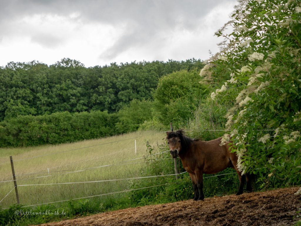 Windiger Frühling an der Weide
